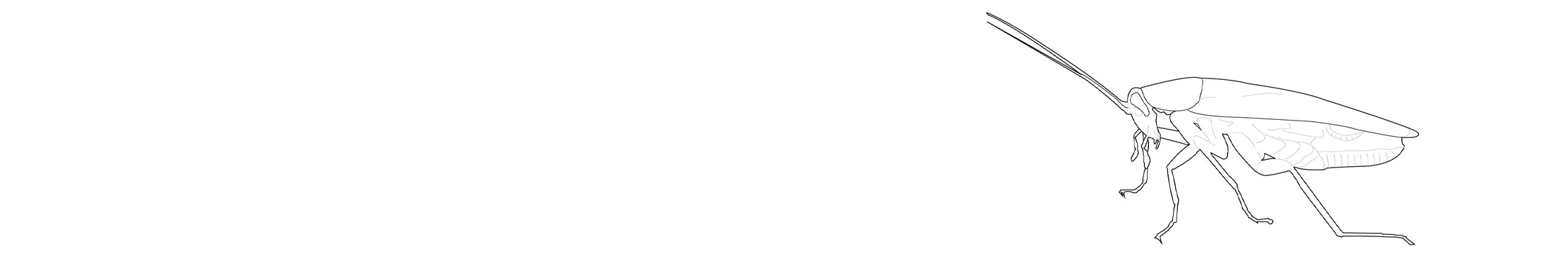 Schaben / Kakerlaken