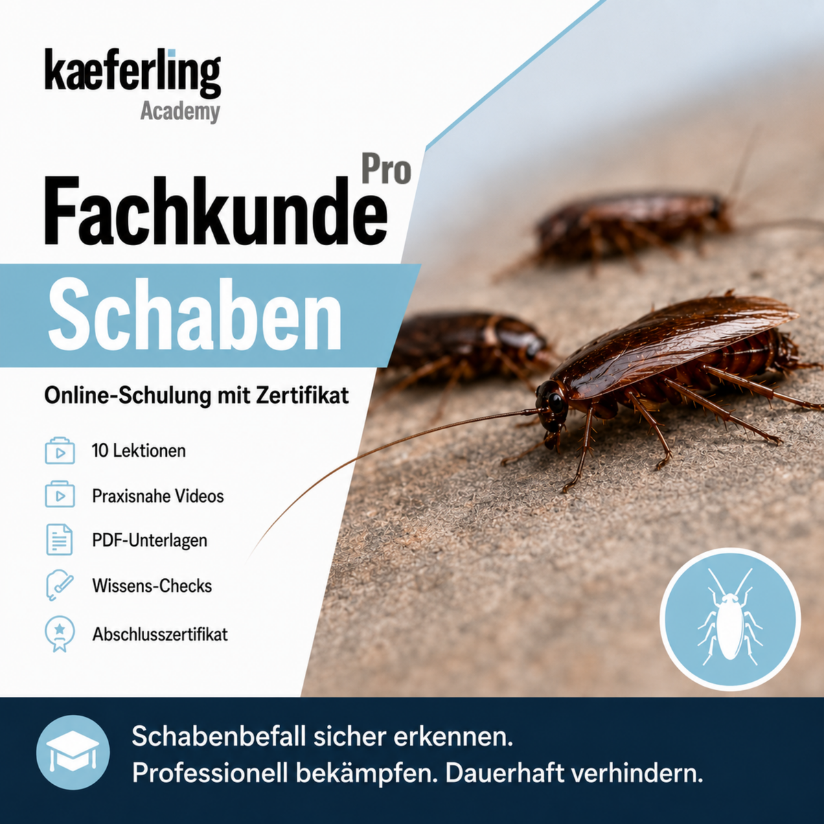 Kaeferling Academy Online-Kurs ‚Pro Fachkunde Schaben‘ mit 10 Lektionen, praxisnahen Videos, PDF-Unterlagen, Wissens-Checks un einem Abschlusszertifikat; rechts sind mehrere Schaben abgebildet.