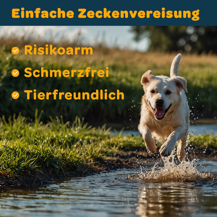 Das Bild zeigt einen fröhlichen Hund, der durch Wasser läuft und symbolisch für die einfache, schonende und sichere Zeckenvereisung steht. Diese Methode ist risikoarm, schmerzfrei und besonders tierfreundlich, da sie ohne großen Stress für Mensch und Tier funktioniert. Die Vereisung betäubt die Zecke, wodurch sie im Anschluss problemlos entfernt werden kann. So wird die Gefahr einer Infektion oder das Abreißen der Zecke zuverlässig minimiert. Ideal für Haustierbesitzer, die eine sichere und sanfte Lösung zu