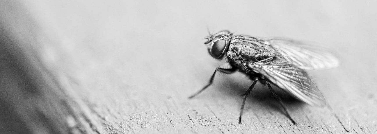 Die Fliege ist eines der bekanntesten Insekten und spielt eine bedeutende Rolle im Alltag wie auch in der Schädlingsbekämpfung. Das Schwarz-Weiß-Bild zeigt die detaillierte Körperstruktur mit den charakteristischen Facettenaugen, den transparenten Flügeln und den feinen Beinen. Diese Makroaufnahme verdeutlicht, wie widerstandsfähig und anpassungsfähig Fliegen sind – und warum ihre Bekämpfung in hygienischen Bereichen so wichtig ist