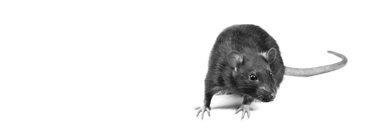Auf dieser Schwarz-Weiß-Aufnahme ist eine Ratte in eindrucksvoller Detailtreue zu sehen: glänzendes Fell, wache Augen, lange Schnurrhaare und ein kräftiger Schwanz. Ratten gelten als äußerst anpassungsfähige Nagetiere, die weltweit vorkommen. Sie spielen in der Forschung und Natur eine Rolle, sind im urbanen Umfeld jedoch häufig Schädlinge, die Krankheiten übertragen können. Das Bild zeigt die markante Anatomie und Wachsamkeit dieser Tiere.