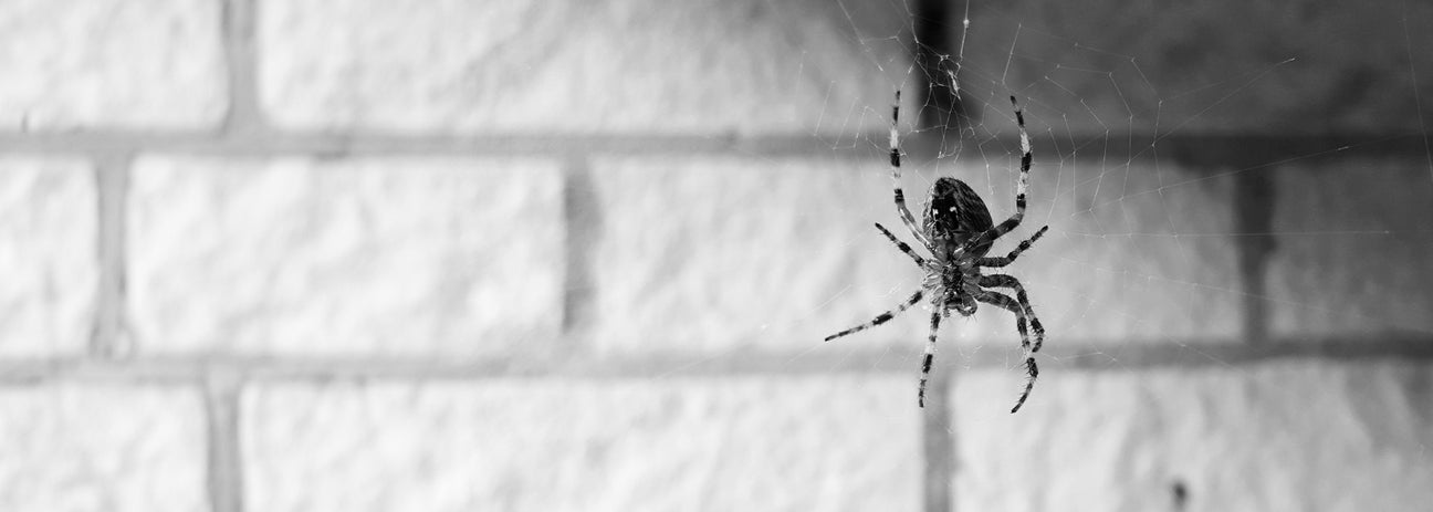 Diese Schwarz-Weiß-Aufnahme zeigt eine Spinne in ihrem Netz, vor einer gemauerten Wand. Die filigrane Struktur der Beine und die klaren Details des Körpers sind gut erkennbar. Spinnen gelten als wichtige Nützlinge, da sie Insektenpopulationen regulieren. Gleichzeitig lösen sie bei vielen Menschen Angst aus, wenn sie in Wohnräumen auftreten. Das Bild betont die faszinierende Anatomie und die Bedeutung dieser Spinnentiere.