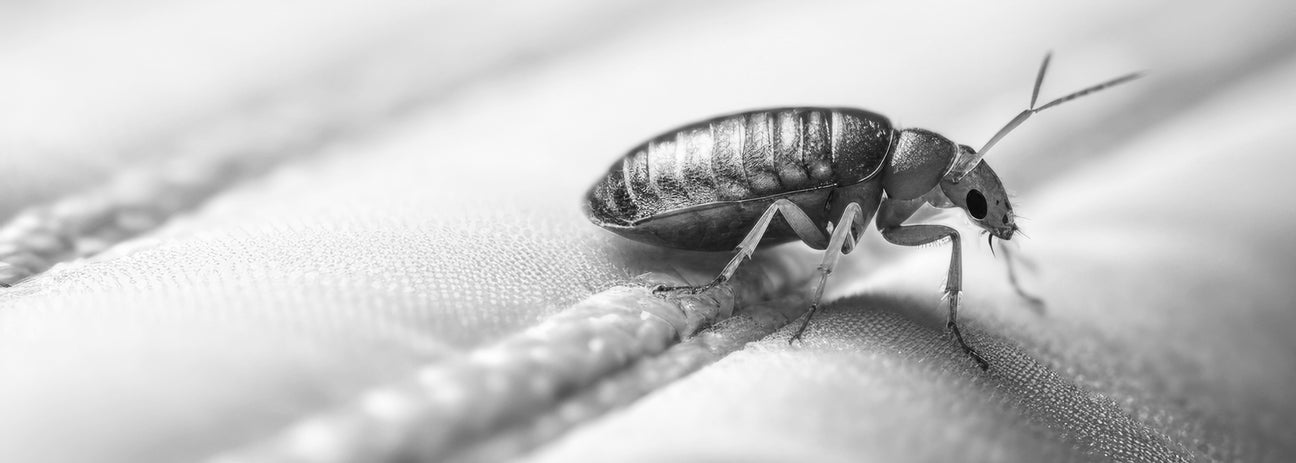 Diese Schwarz-Weiß-Makroaufnahme zeigt eine Bettwanze in beeindruckender Schärfe. Ihr segmentierter, leicht gewölbter Körper sowie die charakteristischen Fühler und Beine sind deutlich erkennbar. Bettwanzen gehören zu den gefürchteten Parasiten, die sich von Blut ernähren und sich bevorzugt in Bettnähe verstecken. Das Bild macht die anatomischen Details sichtbar, die diese Schädlinge zu einem ernstzunehmenden Problem in Haushalten und Hotels machen.