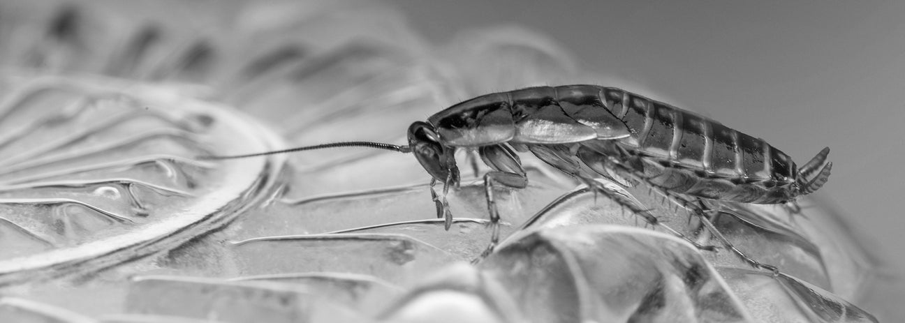 Diese Schwarz-Weiß-Makroaufnahme zeigt eine Schabe in beeindruckender Detailtiefe. Deutlich sichtbar sind die langen Fühler, die kräftigen Beine sowie die charakteristische Panzerung des Körpers. Schaben gehören zu den widerstandsfähigsten Schädlingen weltweit, sie sind nachtaktiv und können Krankheiten übertragen. Das Bild verdeutlicht die Anatomie dieser Insekten, die oft in Haushalten und Betrieben zur Plage werden.