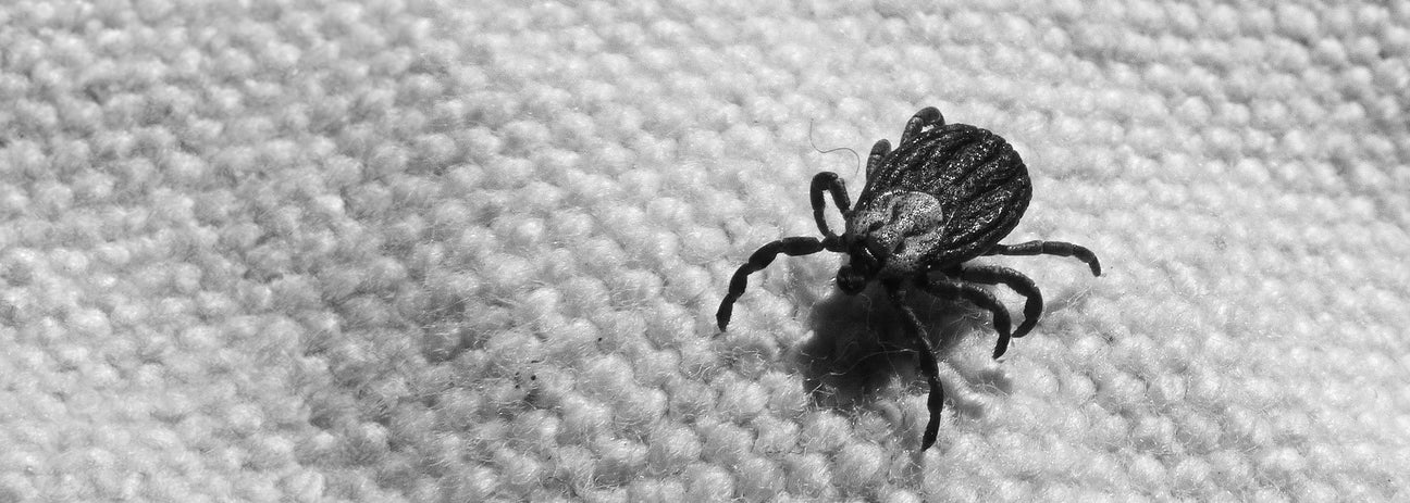 Diese Schwarz-Weiß-Nahaufnahme zeigt eine Zecke in beeindruckender Detailtreue. Das Spinnentier mit seinen acht Beinen und dem charakteristisch strukturierten Rückenschild sitzt auf einer textilen Oberfläche. Zecken sind nicht nur Parasiten, sondern auch Überträger gefährlicher Krankheiten wie FSME und Borreliose. Das Bild verdeutlicht die anatomische Komplexität dieser kleinen, aber potenziell gefährlichen Parasiten.