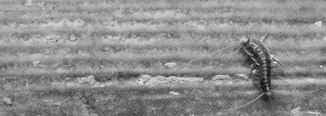 Dieses Schwarz-Weiß-Foto zeigt ein Silberfischchen (Lepisma saccharina) in Nahaufnahme. Der lichtscheue Hygieneschädling ist an seiner länglichen Körperform, den langen Fühlern und den drei Schwanzfäden am Hinterleib erkennbar. Silberfischchen leben bevorzugt in feuchten Räumen wie Bad oder Küche und ernähren sich von stärkehaltigen Materialien, Papier und organischen Resten. Das Bild verdeutlicht die typischen Merkmale des Schädlings.