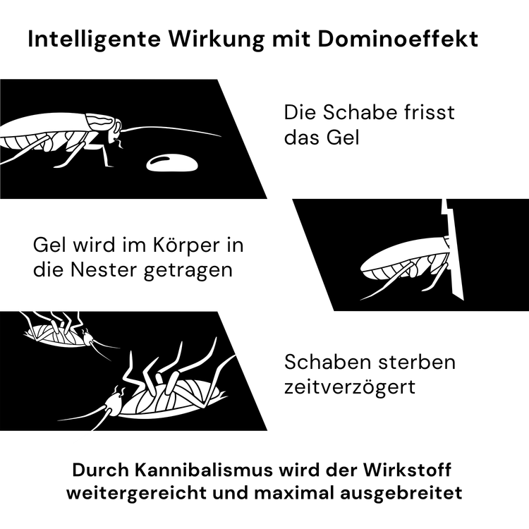Grafik zur Schädlingsbekämpfung mit Darstellung des Dominoeffekts bei Schabengel: Eine Schabe frisst das Gel, trägt den Wirkstoff ins Nest, stirbt zeitverzögert und gibt den Wirkstoff in der Population weiter
