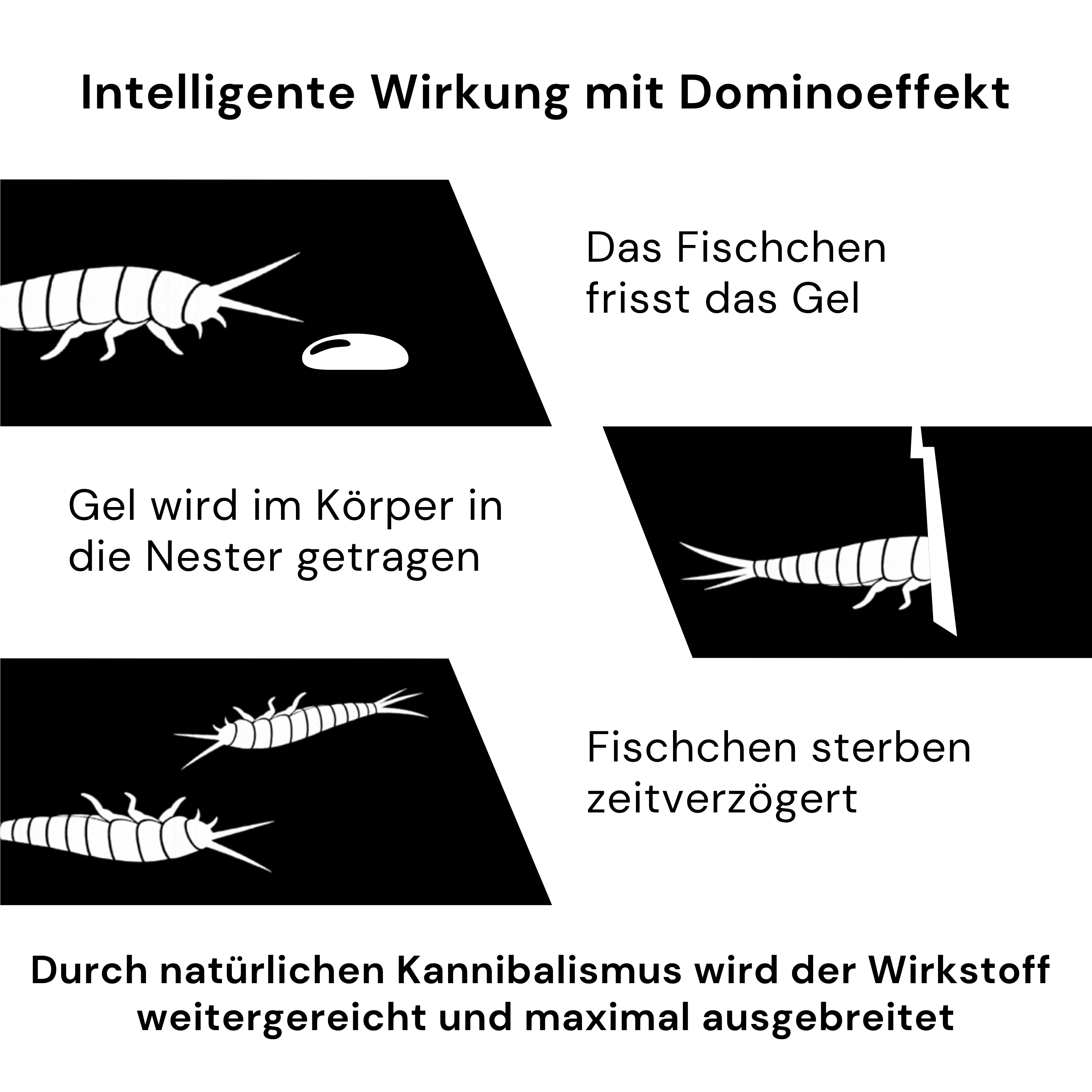 Infografik zur Schädlingsbekämpfung mit Dominoeffekt bei Silberfischchen-Gel, das den Wirkstoff im Nest weiterverbreitet